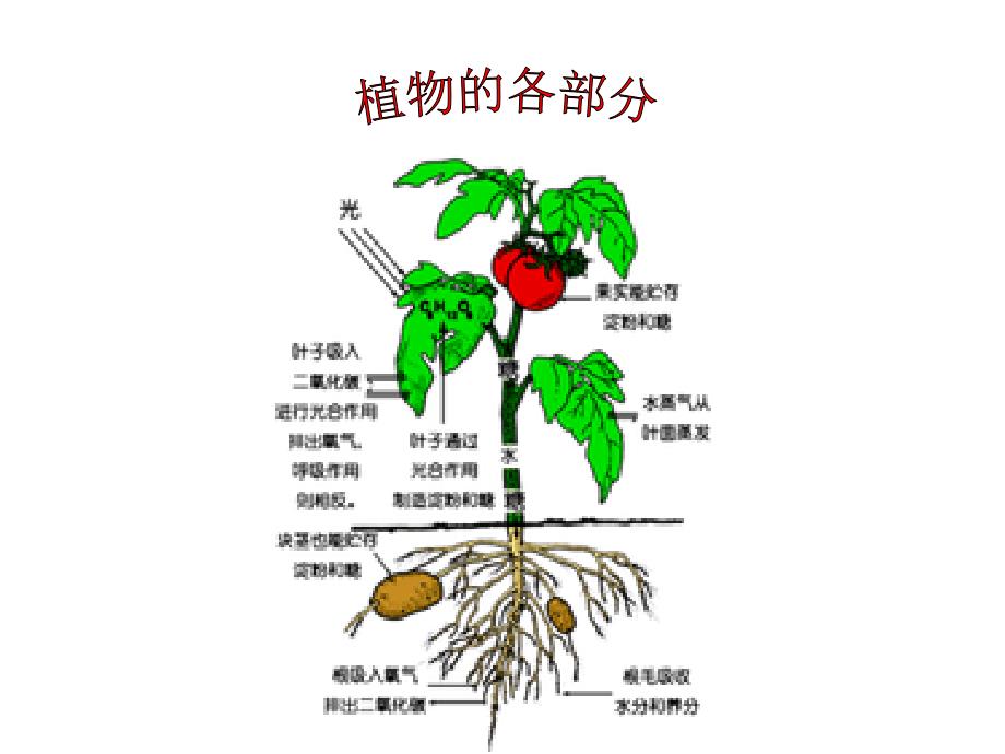 一年级上 自然  丰富多彩的植物2——植物的各部分_第1页