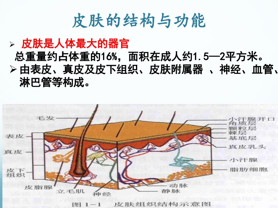 血液透析患者皮肤病变及处理策略_第4页