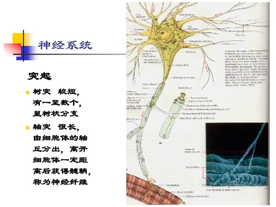 神经系统 (应用心理学 人体解剖生理学)_第5页