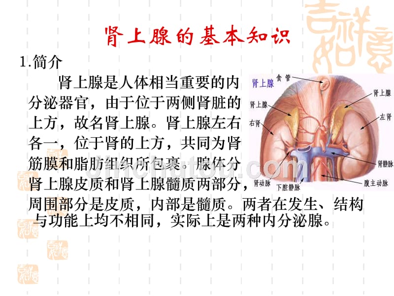 王菊 肾上腺护理查房_第4页