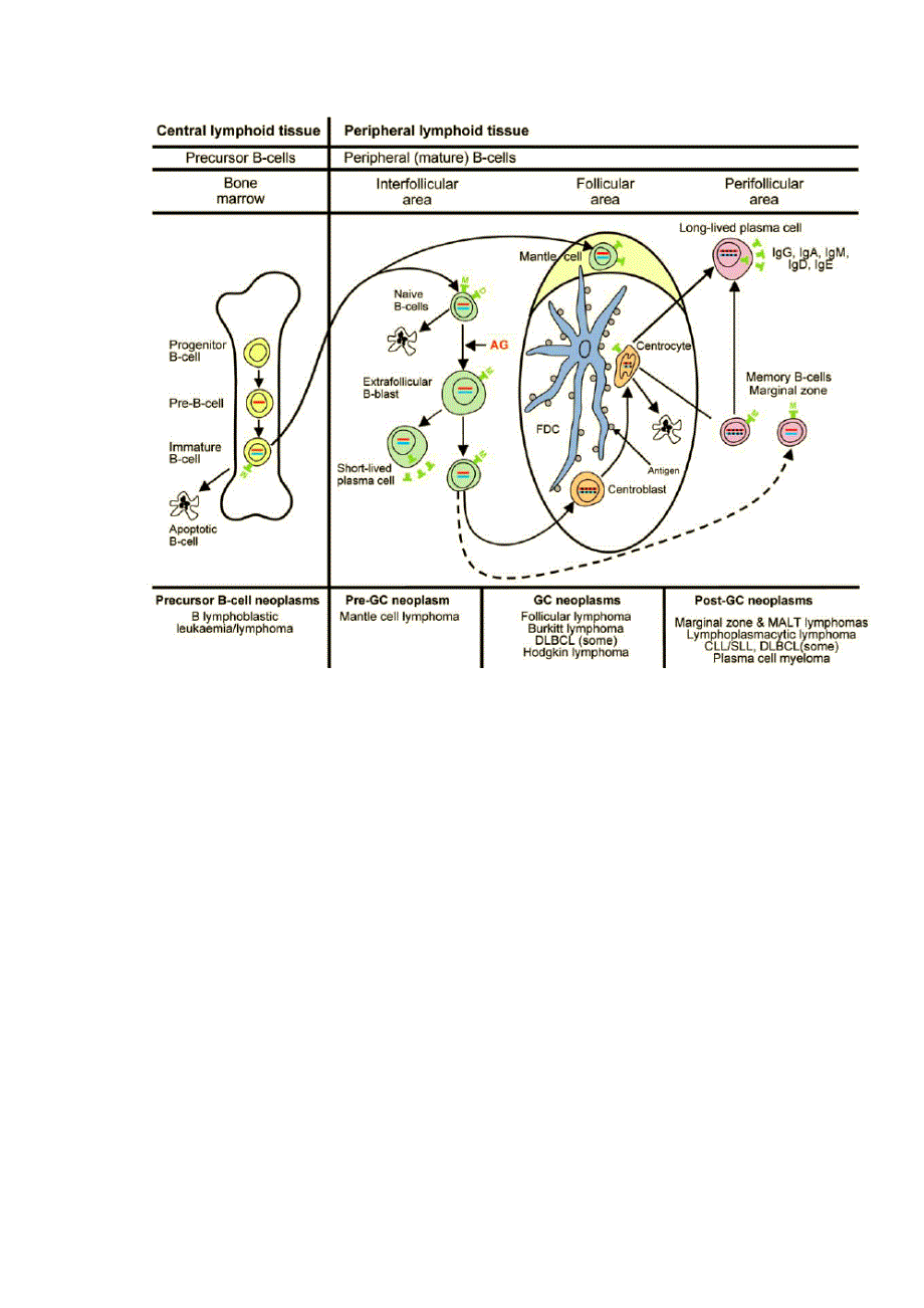 淋巴组织结构解析_第1页