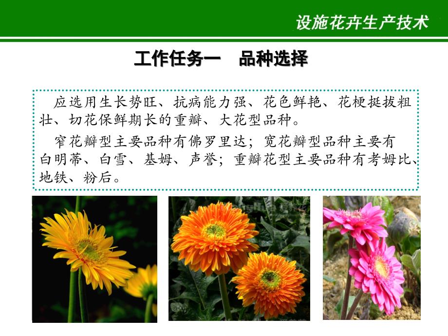 ppt-设施花卉栽培技术_第4页