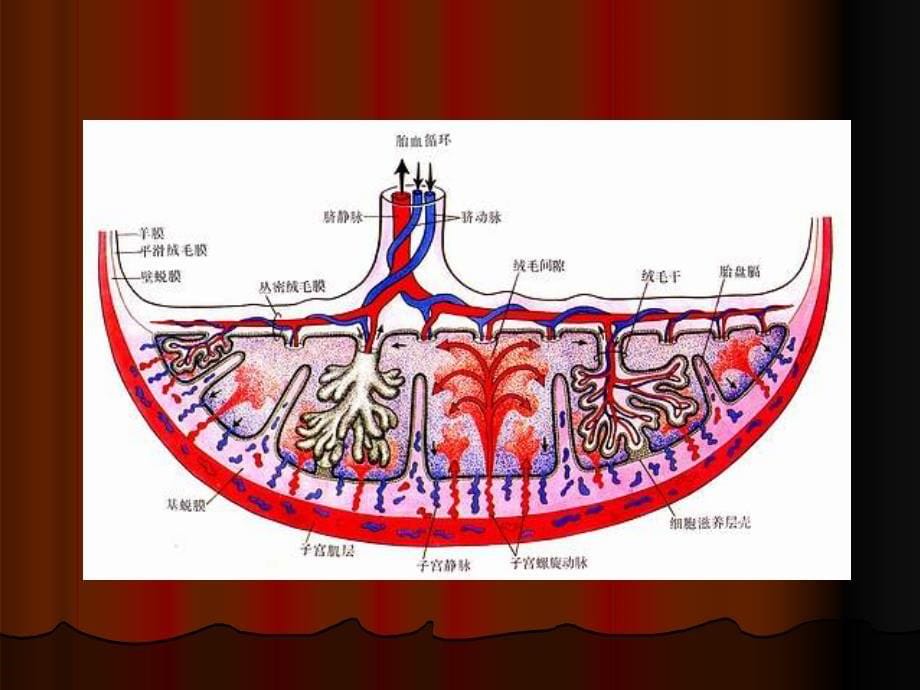 胎盘早剥 - 复旦大学上海医学院妇产科学系_第5页