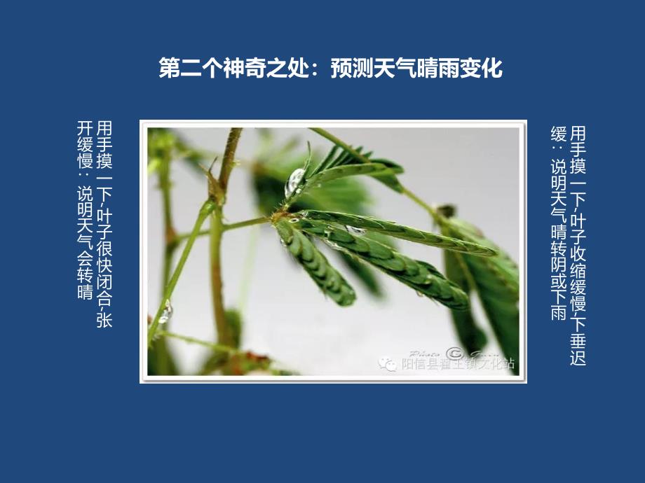 神奇的大自然：含羞草_第4页