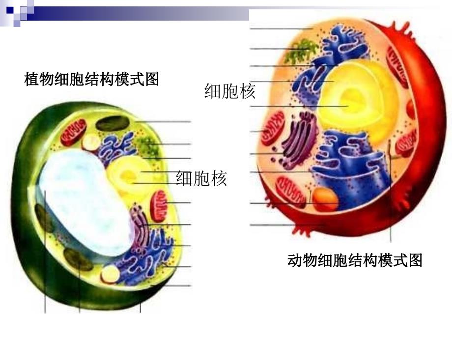 3.3细胞核(公开课)_第1页