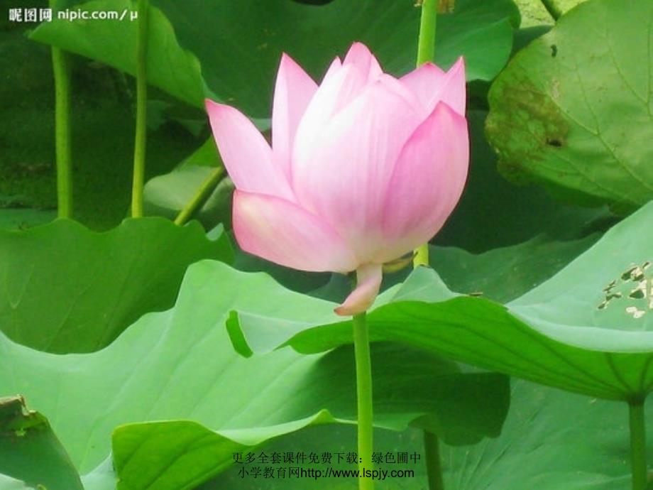 15《古诗二首饮湖上初晴后雨》课件ppt_第2页