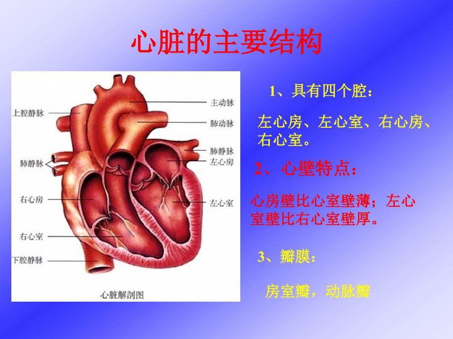 《输送血液泵——心脏》课件_第4页