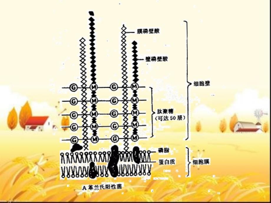 《医学微生物学》教学大纲--课件_第5页