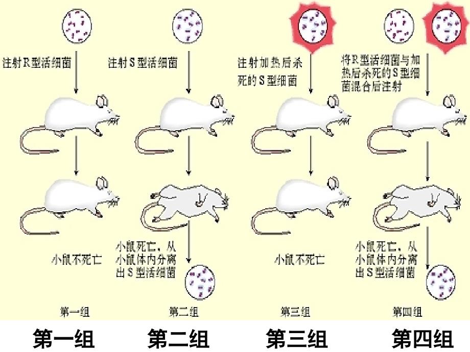 高中生物体会经典实验魅力—dna是遗传物质探索过程课件_第4页