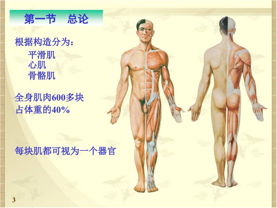 系统解剖学：运动系统 肌学_第3页