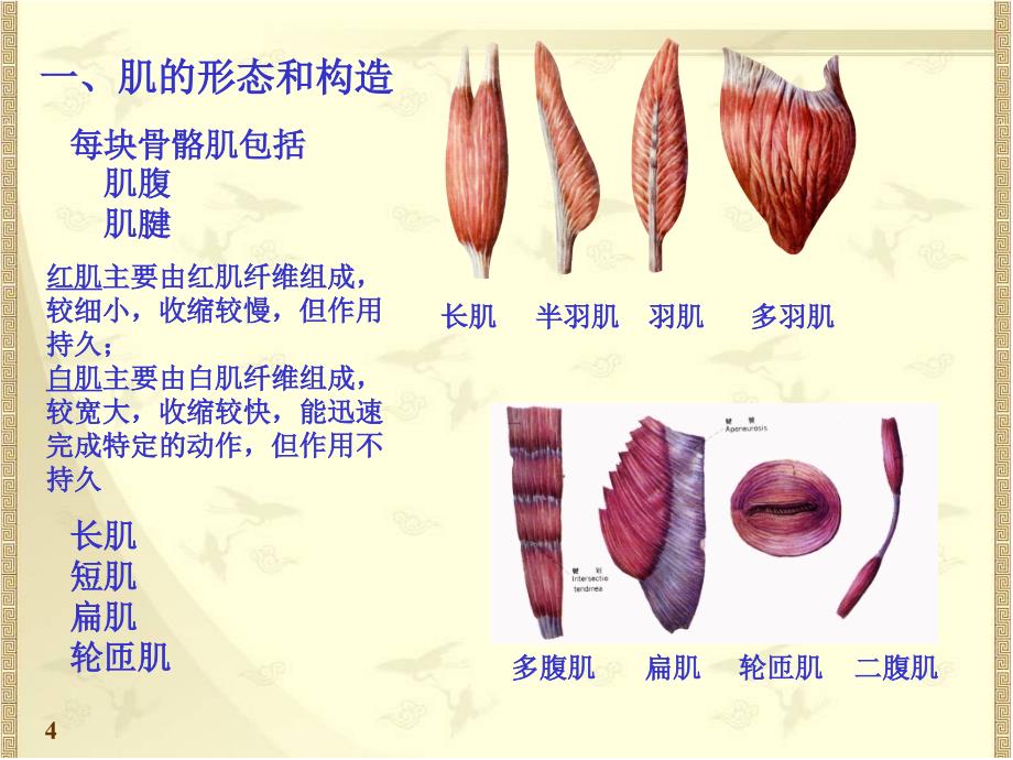 系统解剖学：运动系统 肌学_第4页