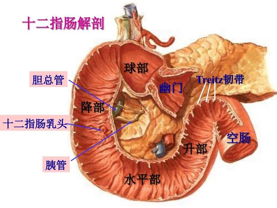 模块二 13-4胃十二指肠溃疡_第5页