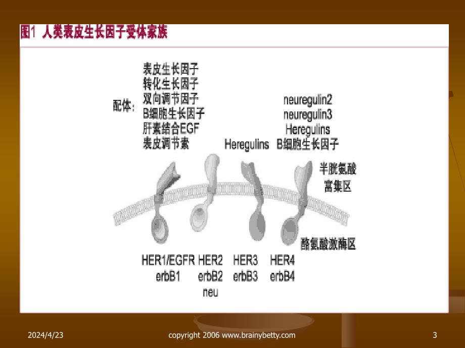 以egfr为靶点抗肿瘤药物_第3页