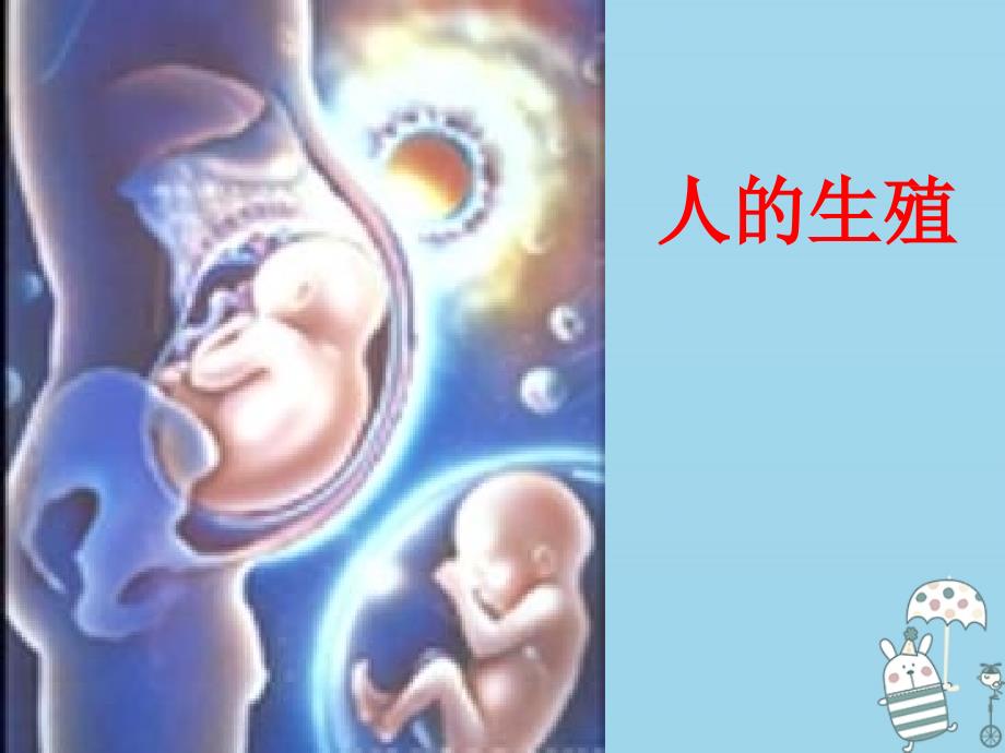吉林省长春市七年级生物下册 第四单元 第一章人的生殖系统课件 （新版）新人教版_第2页