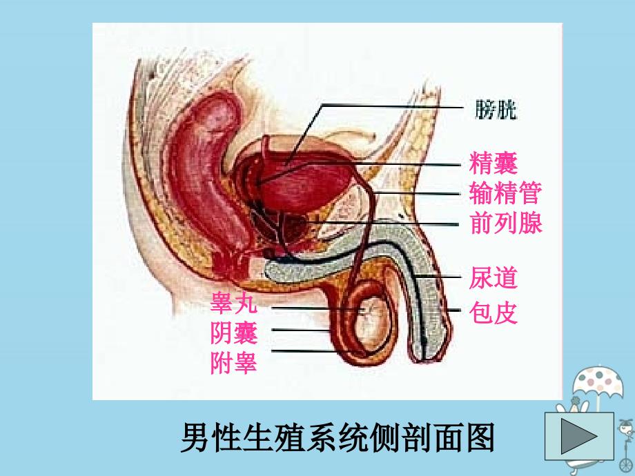 吉林省长春市七年级生物下册 第四单元 第一章人的生殖系统课件 （新版）新人教版_第4页