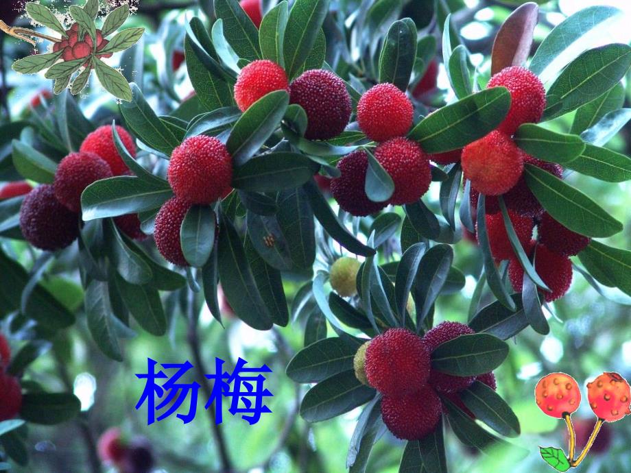 《我爱故乡杨梅》课件_第1页