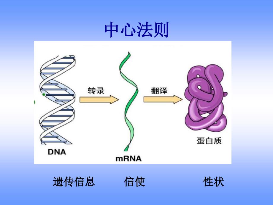 ld02-细胞中心法则及基因工程技术原理_第4页