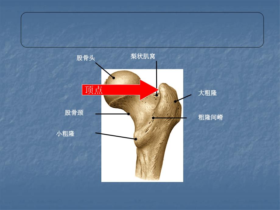 股骨转子间骨折分型、治疗_第3页