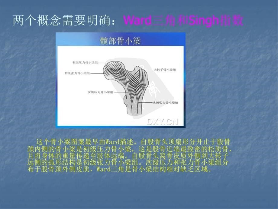 股骨转子间骨折分型、治疗_第5页