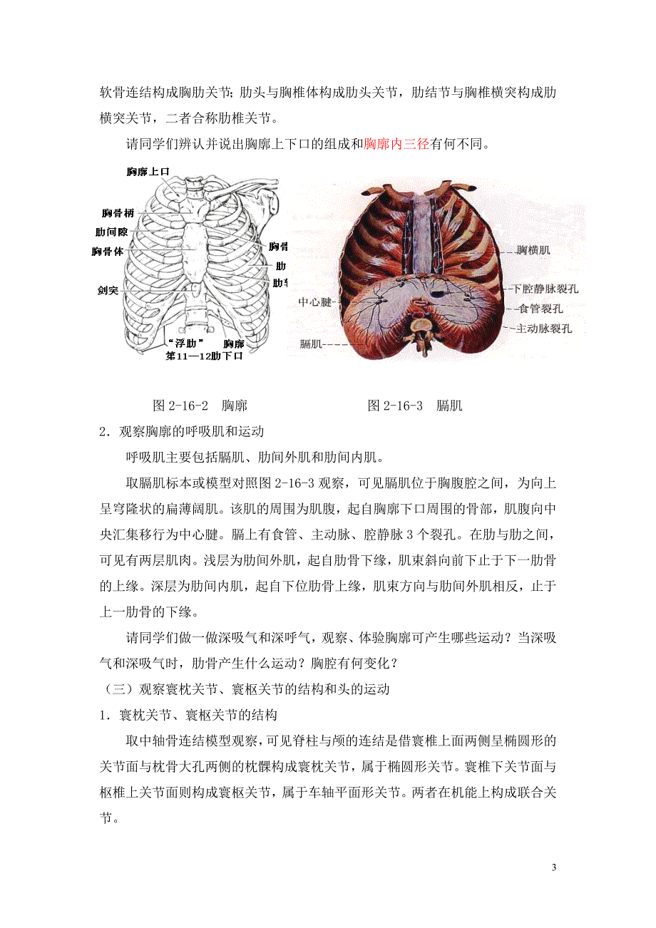 实验十六  中轴骨连结和主要作用肌_第3页