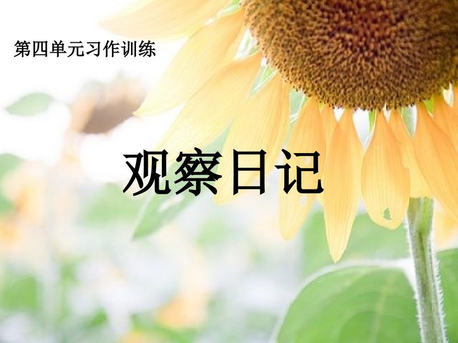 习作四：观察日记(豆芽成长记)_第1页