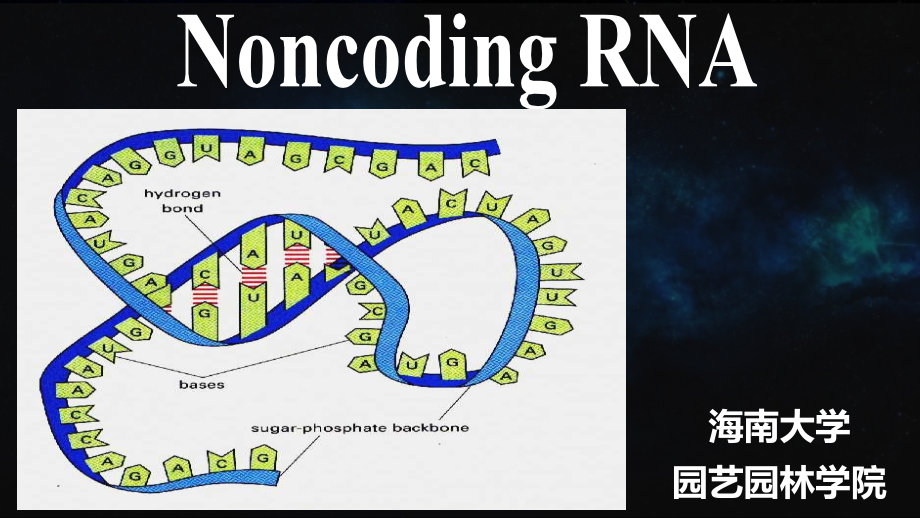 non-coding rna——现代分子生物学课程_第1页