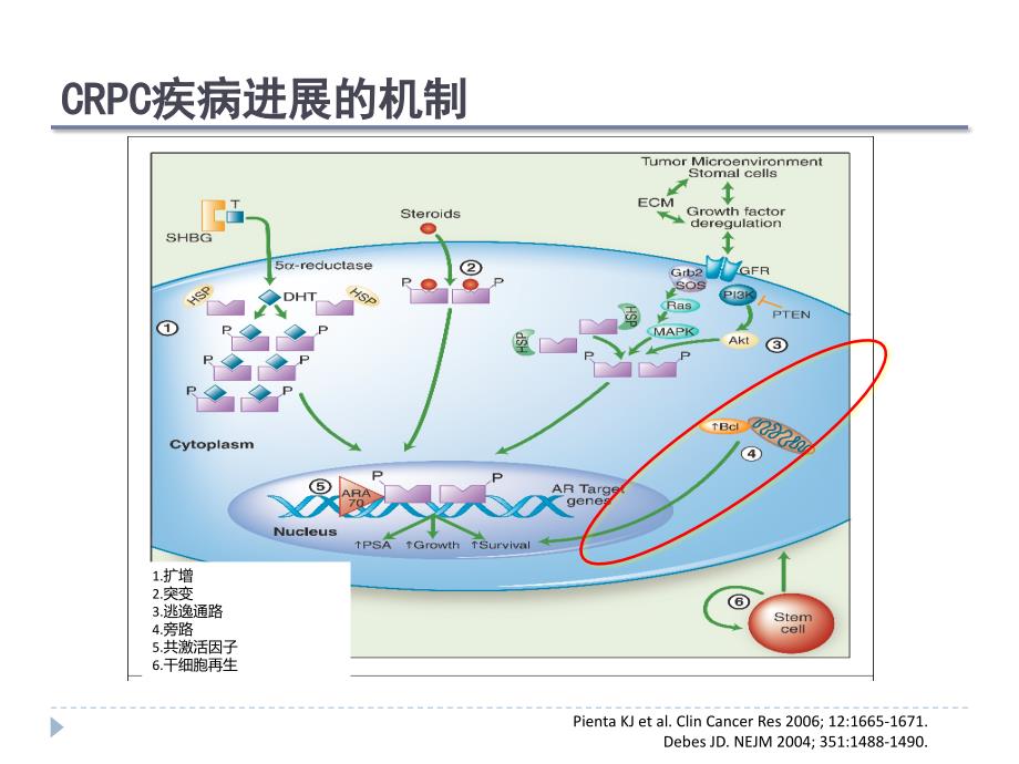 紫衫醇在crpc中应用_第4页