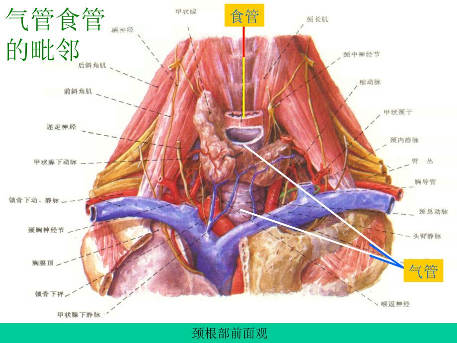 ent解剖(气管、支气管及食管)_第4页