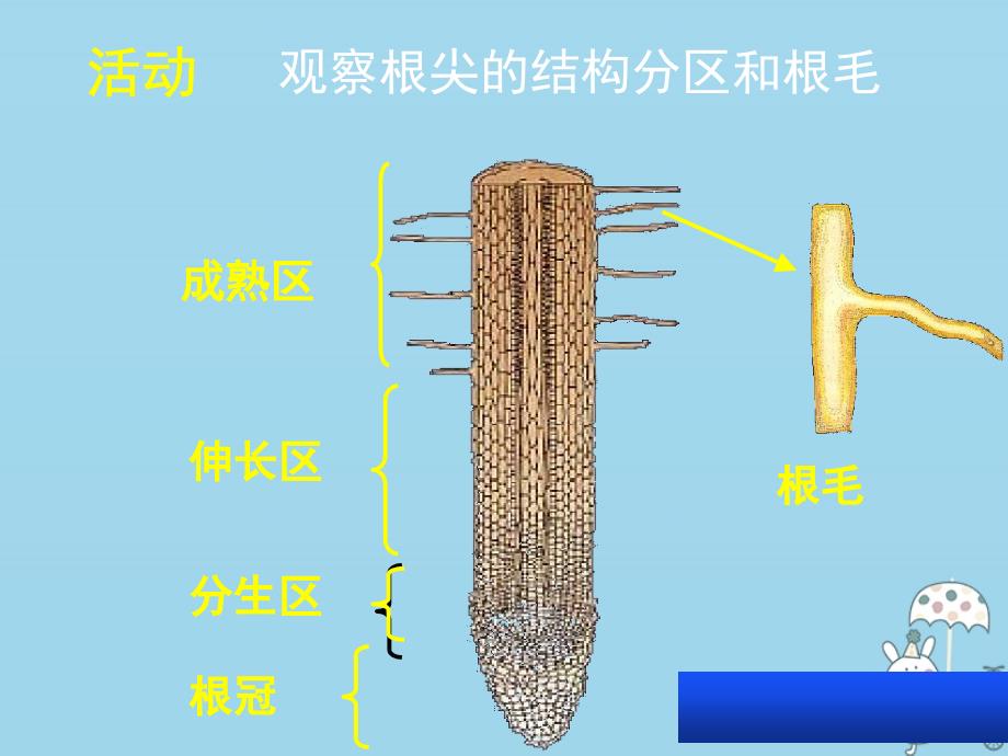 八年级生物上册 第三单元 第二章 第二节根对水分的吸收课件 （新版）冀教版_第4页