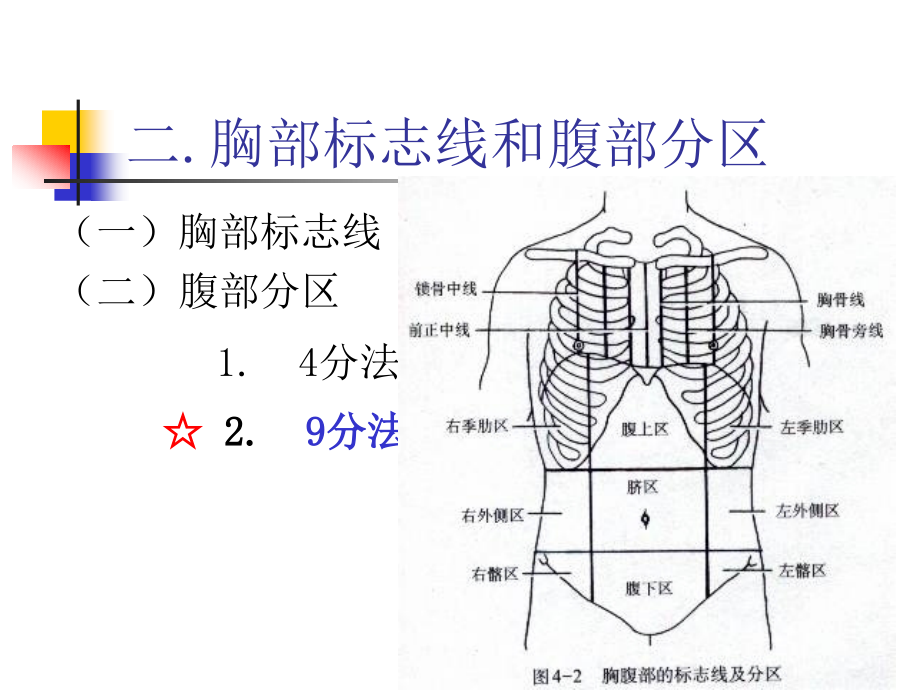 南医大系统解剖学04内脏学消化系统_第4页