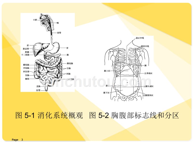 解剖学基础课件-消化系统_第3页