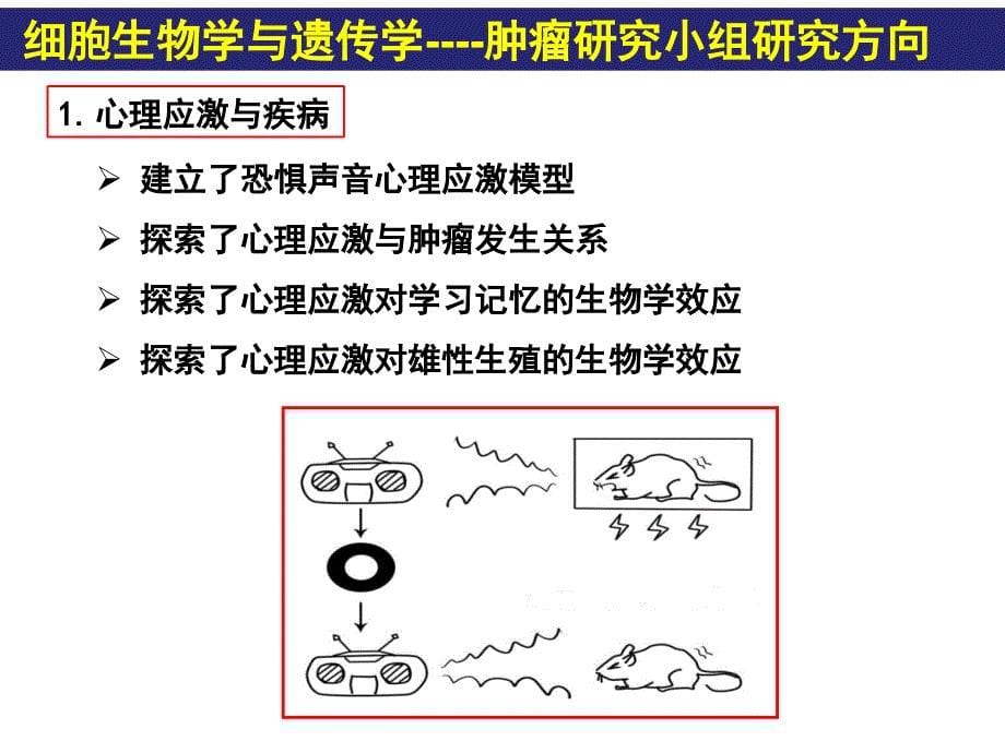 细胞生物学研究思路——基础医学  2016-9-16_第5页