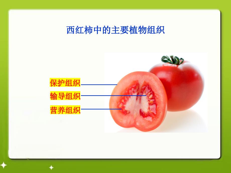 2017冀教版七年级上册生物1.2.3多细胞生物体.ppt_第3页