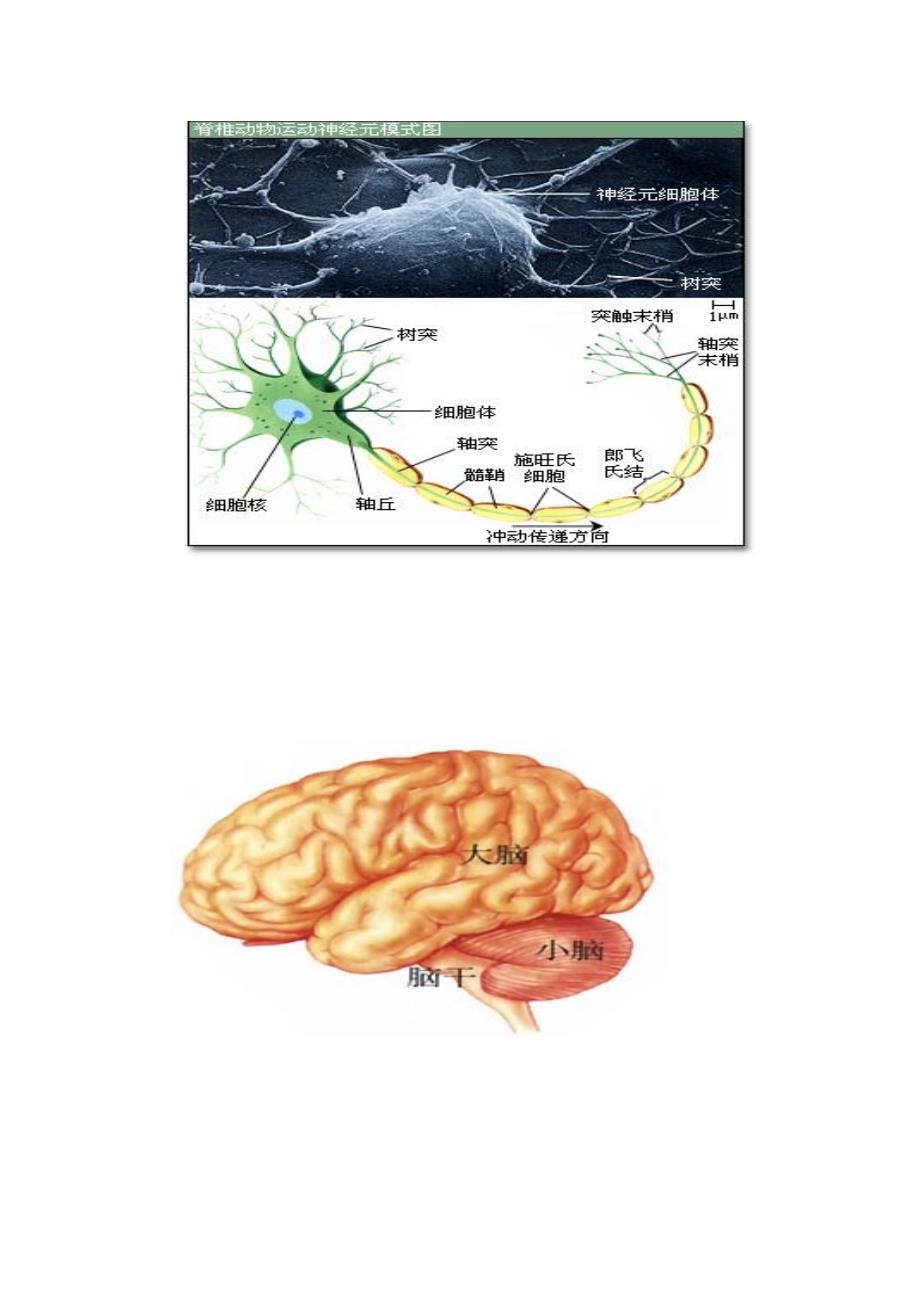 神经系统专题_第3页