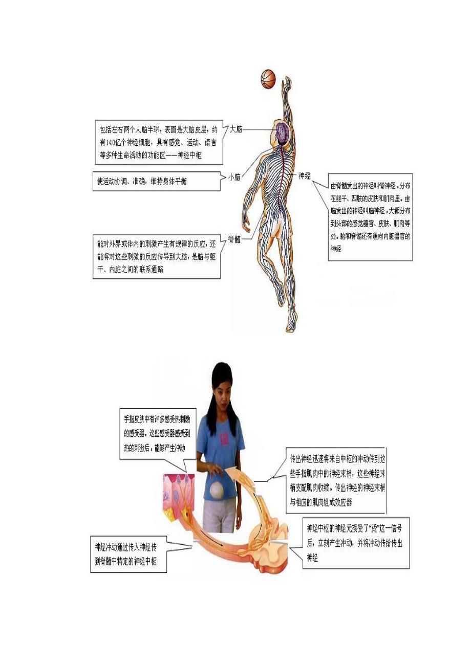 神经系统专题_第4页