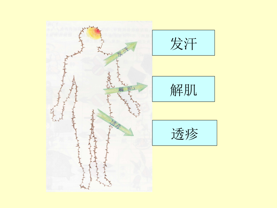 方剂学 解表剂_第3页