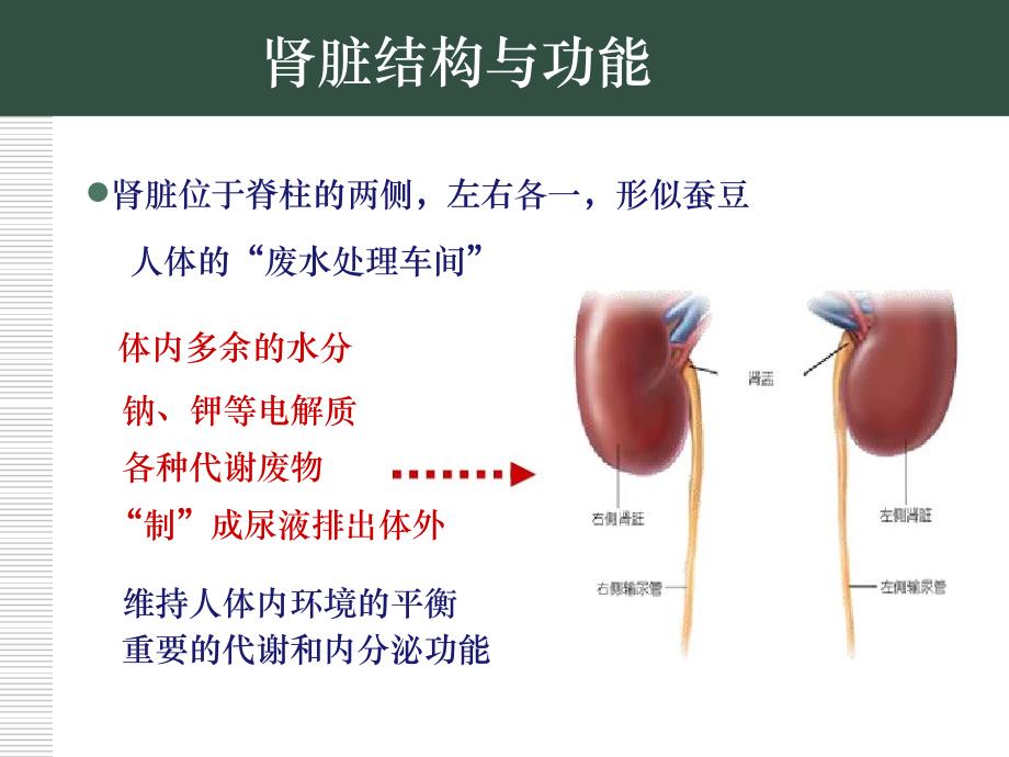 尿液检验流程与结果报告-李智_第2页