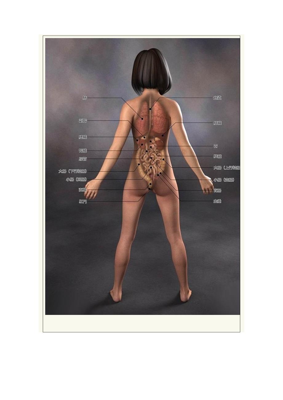 日本医学女性人体3d解剖图_第2页