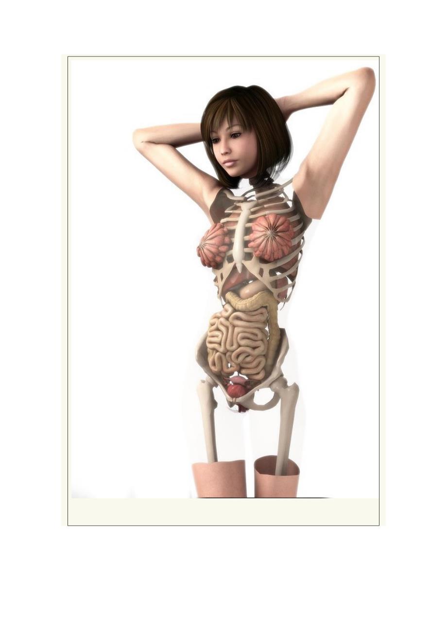 日本医学女性人体3d解剖图_第3页