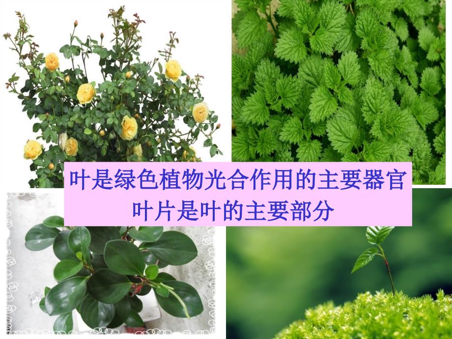 6.2植物光合作用的场所_第4页