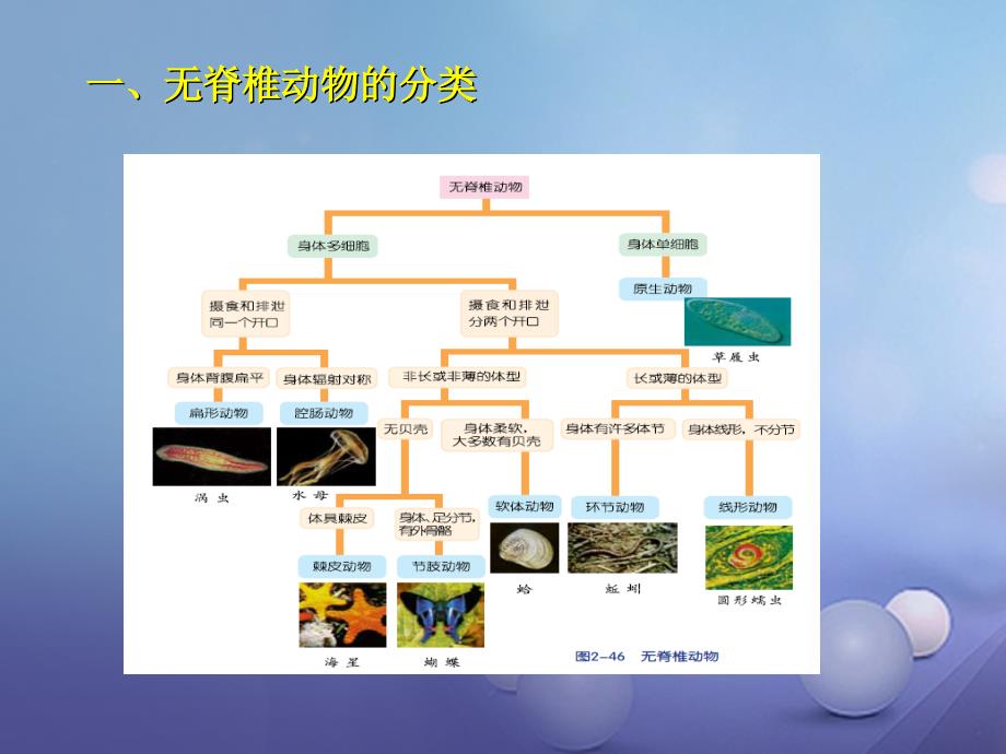 浙江省杭州市西湖区双浦镇七年级科学上册 2.4 常见的动物（三）课件 （新版）浙教版_第3页