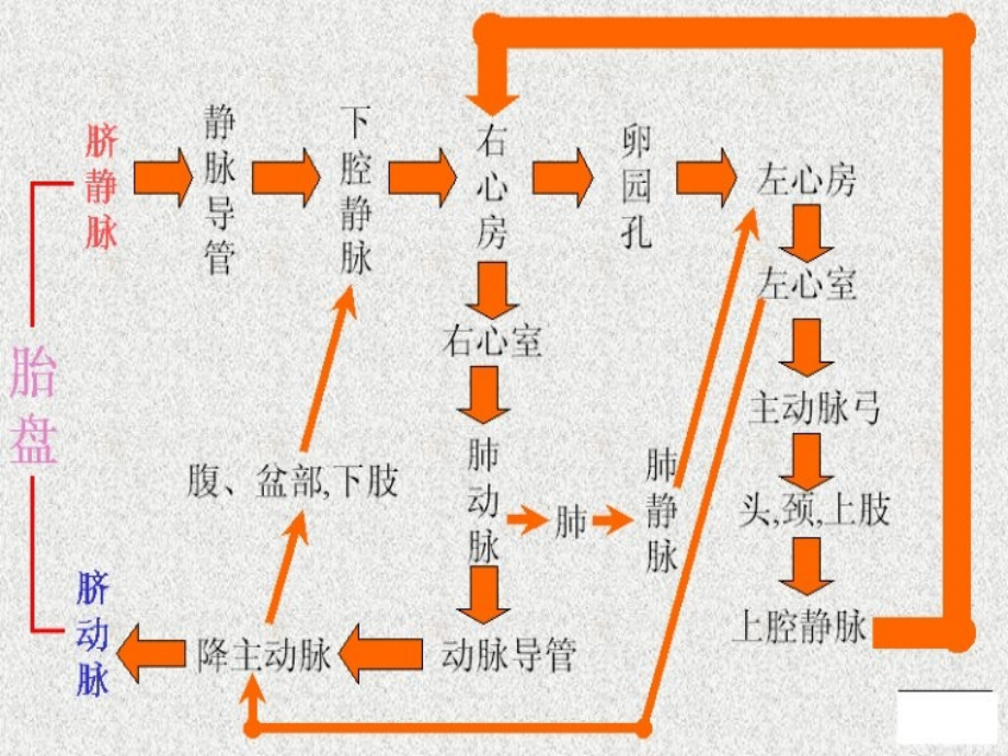 胎儿血流动力学在产科应用_第4页