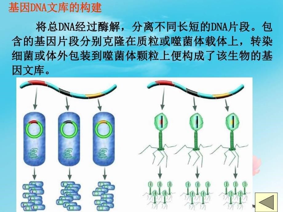 1.2基因工程的原理和技术_第5页