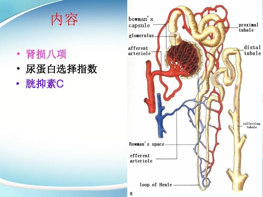 特色检验肾损八项_第5页