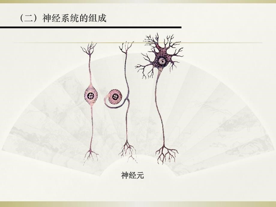 神经系统医学基础_第5页