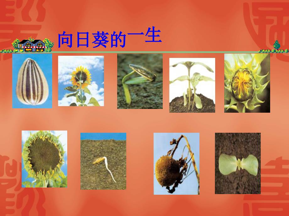 教科版小学科学三年级上册《植物有na些相同特点》ppt课件_第3页