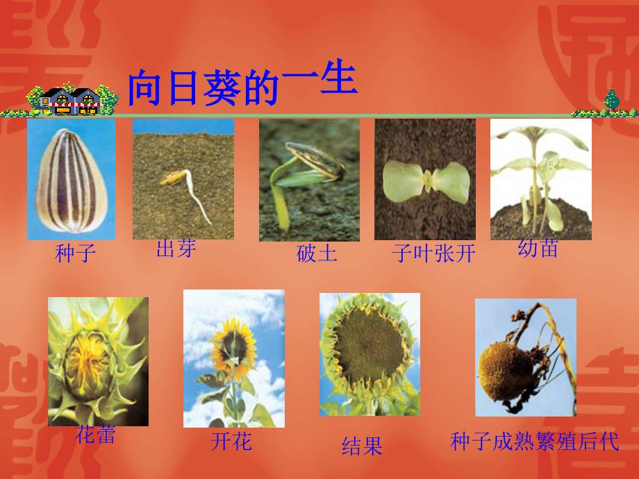 教科版小学科学三年级上册《植物有na些相同特点》ppt课件_第4页