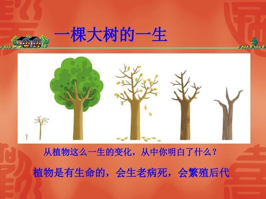 教科版小学科学三年级上册《植物有na些相同特点》ppt课件_第5页