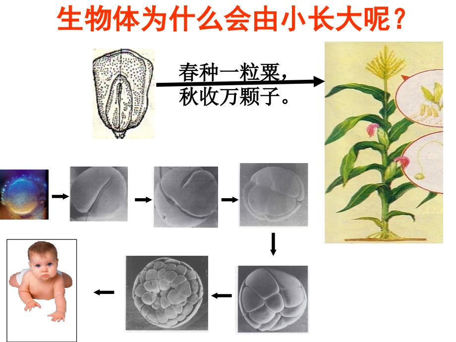 初中生物七上2.2.1细胞通过分裂产生新细胞课件(最终定稿)_第2页