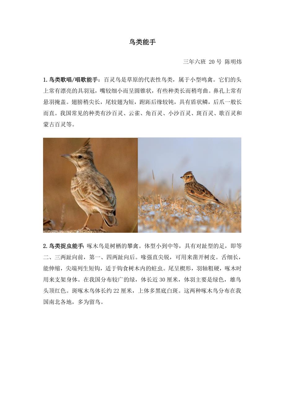 鸟类能手_第1页